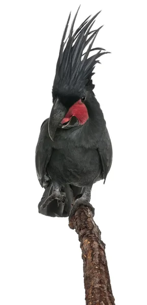 stock image Palm Cockatoo, Probosciger aterrimus, in front of white background