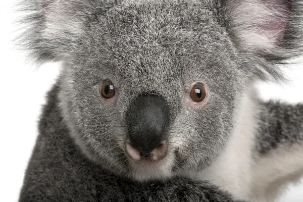 Fiatal koala, Phascolarctos cinereus, 14 hónaposnál fiatalabb, fehér háttér előtt — Stock Fotó