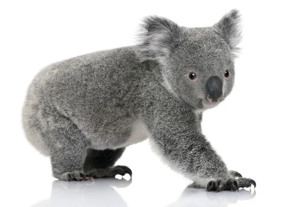 Joven koala, Phascolarctos cinereus, 14 meses, delante de fondo blanco —  Fotos de Stock