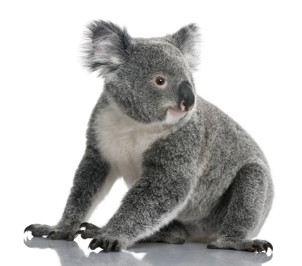 Młody koala, phascolarctos cinereus, 14 miesięcy, przed białym tle — Zdjęcie stockowe