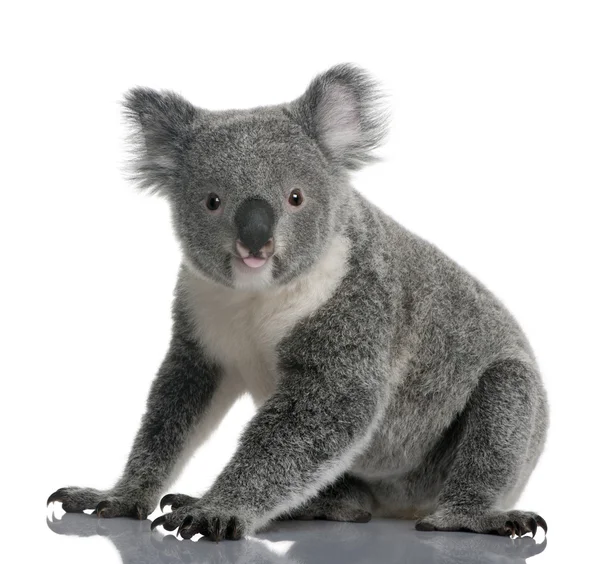 Young koala, Phascolarctos cinereus, 14 months old, in front of white background — Stock Photo, Image