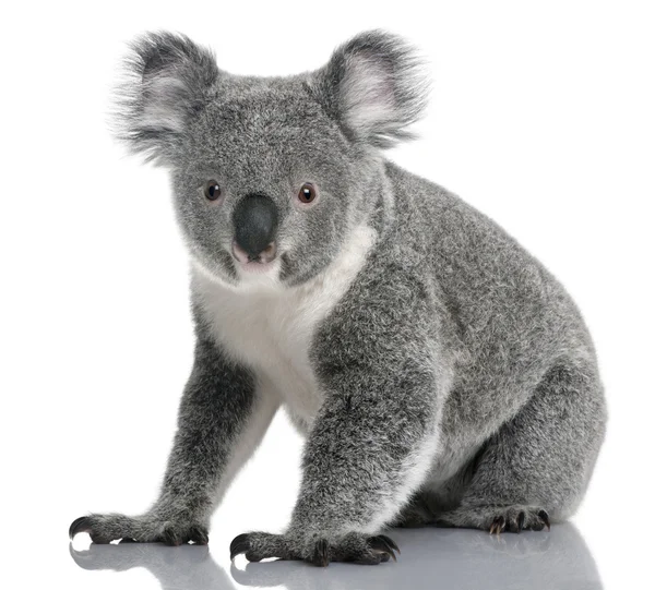 Joven koala, Phascolarctos cinereus, 14 meses, delante de fondo blanco —  Fotos de Stock