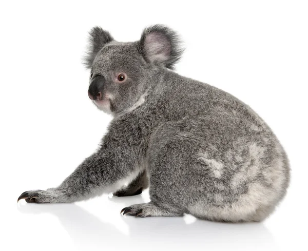 Joven koala, Phascolarctos cinereus, 14 meses, delante de fondo blanco — Foto de Stock