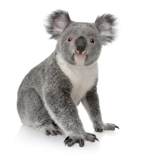 Unga koala, phascolarctos cinereus, 14 månader gammal, framför vit bakgrund — Stockfoto
