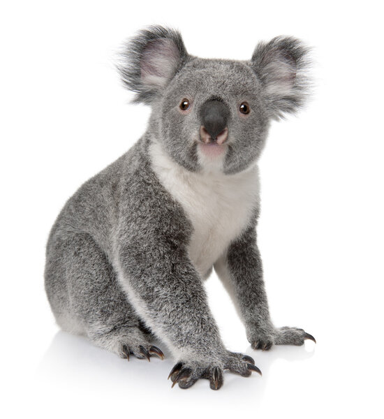 Young koala, Phascolarctos cinereus, 14 months old, in front of white background