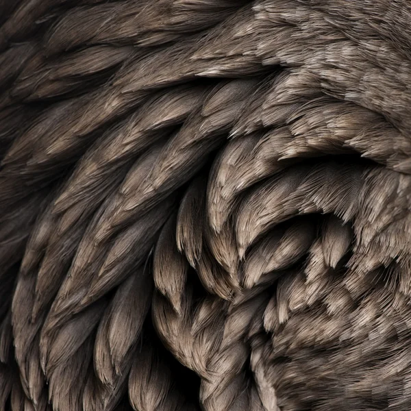 Primer plano de las plumas de ganso de Toulouse — Foto de Stock