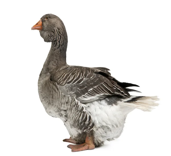 Toulouse goose in front of white background, studio shot — Stock Photo, Image