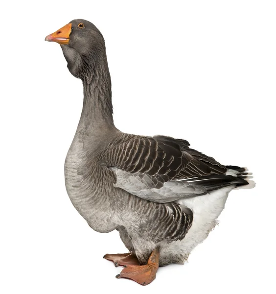 Toulouse goose in front of white background, studio shot — Stock Photo, Image