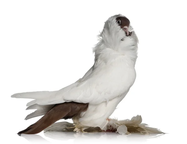 Deutscher Helm mit gefiederten Füßen Taube vor weißem Hintergrund — Stockfoto