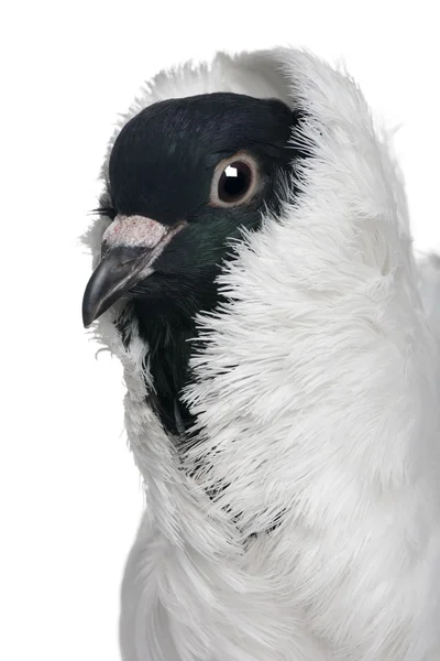 Casco tedesco con i piedi piumati piccione davanti allo sfondo bianco — Foto Stock