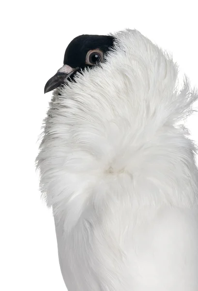 Német sisak-val fehér háttér előtt tollas láb galamb — Stock Fotó