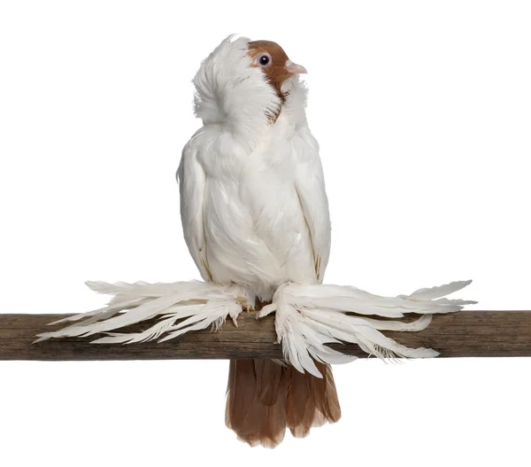 在白色背景前的长有羽毛的脚鸽子德国头盔 — 图库照片