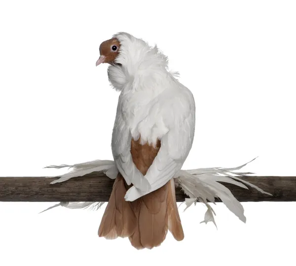 Casco alemán con patas emplumadas paloma en frente de fondo blanco — Foto de Stock