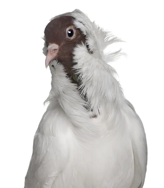 Německá helma s pernaté nohy holub sedící na před bílým pozadím — Stock fotografie