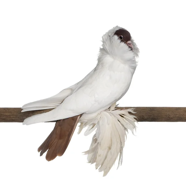 Casco alemán con patas emplumadas paloma encaramada en palo delante de fondo blanco — Foto de Stock