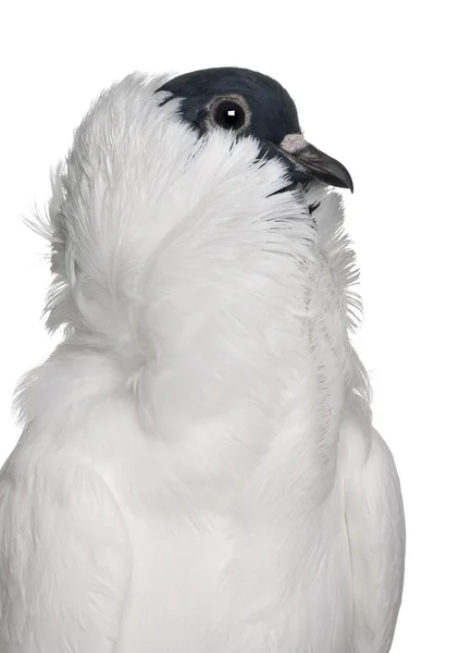 Niemiecki hełm z nogi ptaków gołębi wznosi się na kij przed białym tle — Zdjęcie stockowe