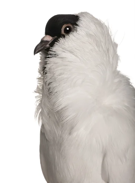 Německá helma s pernaté nohy holub sedící na před bílým pozadím — Stock fotografie