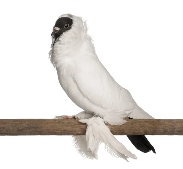 Casco tedesco con i piedi piumati piccione appollaiato su bastone davanti allo sfondo bianco — Foto Stock