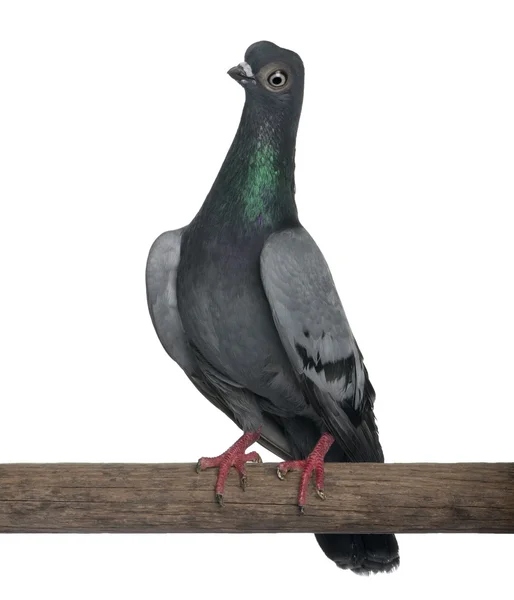 스틱 흰색 배경 앞에 부다페스트 Highflier 비둘기 — 스톡 사진