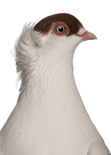 Pools helm of kryska polska, een ras van fancy pigeon, voor witte achtergrond — Stockfoto