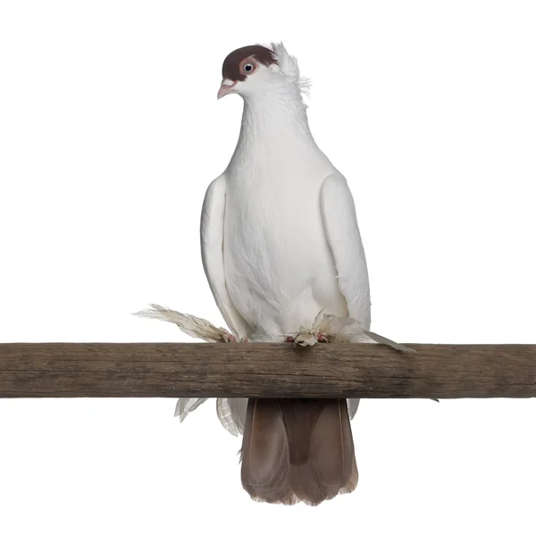 Polish helmet or Kryska Polska, a breed of fancy pigeon, perched on stick in front of white background — Stock Photo, Image