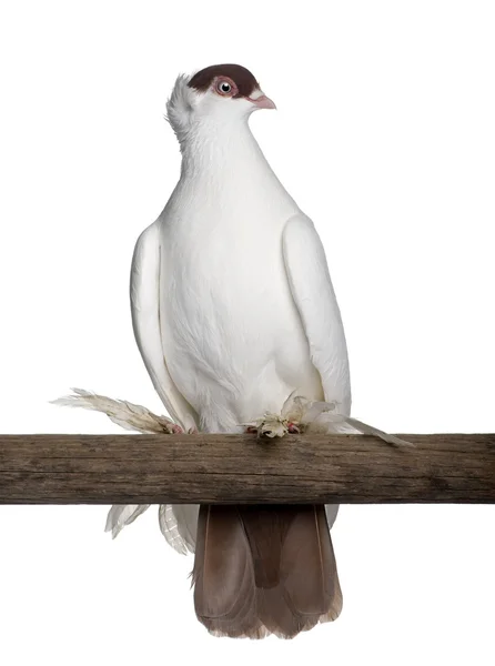 Casco polacco o Kryska Polska, una razza di piccione fantasia, appollaiato su bastone davanti allo sfondo bianco — Foto Stock