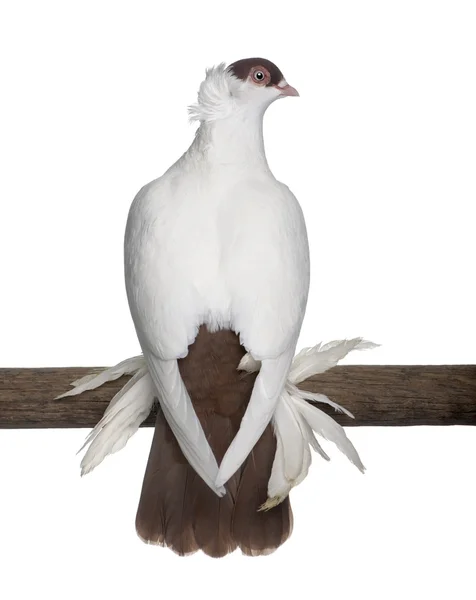 Польский шлем или Kryska Polska, порода фантазии голубя, сидел на палочке перед белым фоном — стоковое фото