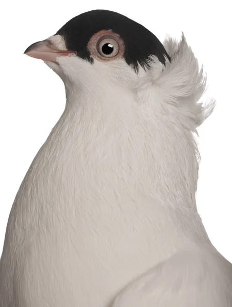 Polish helmet or Kryska Polska, a breed of fancy pigeon, in front of white background — Stock Photo, Image