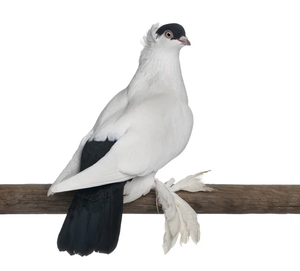 หมวกโปแลนด์หรือคริปโต นกพิราบสายพันธุ์หรูหรา ตั้งอยู่บนไม้ต่อหน้าพื้นหลังสีขาว — ภาพถ่ายสต็อก