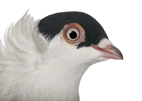 Casco polacco o Kryska Polska, una razza di piccione fantasia, appollaiato su bastone davanti allo sfondo bianco — Foto Stock