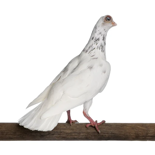 Budapeszt highflier gołębi wznosi się na kij przed białym tle — Zdjęcie stockowe