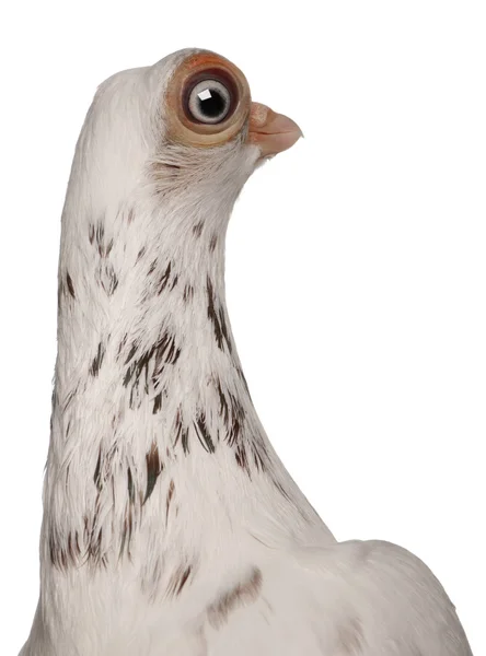 흰색 배경 앞 부다페스트 Highflier 비둘기 — 스톡 사진