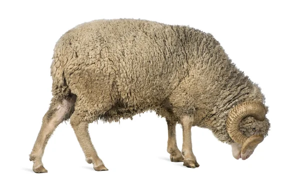 Arles Merino oveja, carnero, 5 años, de pie delante de fondo blanco —  Fotos de Stock