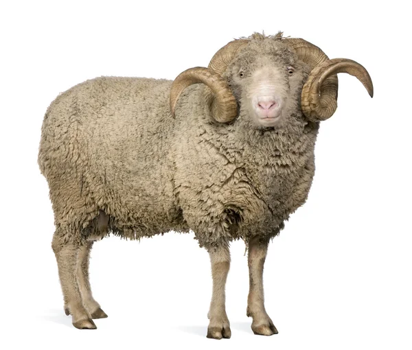 Arles Merino mouton, bélier, 5 ans, debout devant fond blanc — Photo