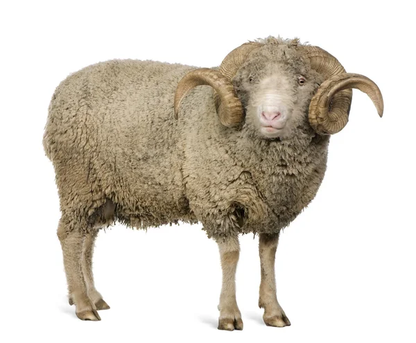 Arles Merino pecore, ariete, 5 anni, in piedi di fronte a sfondo bianco — Foto Stock