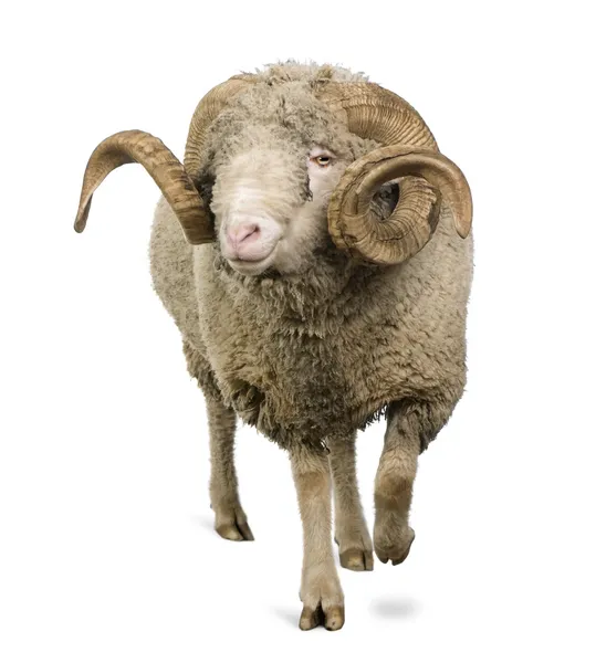 Arles ovce, Beran, 5 let starý, stojící před bílým pozadím — Stock fotografie