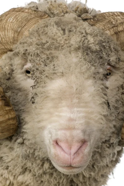 Arles merino schapen, ram, 5 jaar oud, staande voor de witte achtergrond — Stockfoto