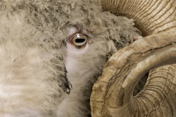 Close-up of Arles Merino sheep, ram, 5 years old — Stock Photo, Image