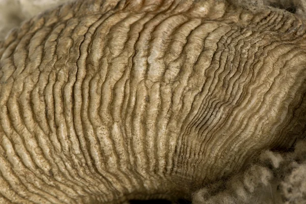 Close-up of Arles Merino sheep horn — Stock Photo, Image