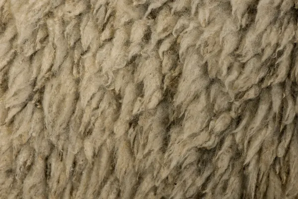Close-up of Arles Merino sheep wool — Stock Photo, Image