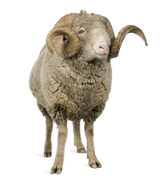 Овца Арль Мерино, баран, 5 лет, стоит перед белым фоном — стоковое фото