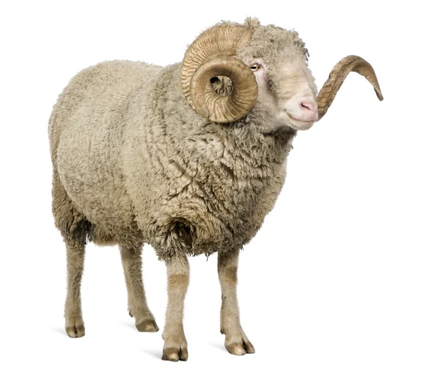 Arles Merino oveja, carnero, 5 años, de pie delante de fondo blanco — Foto de Stock