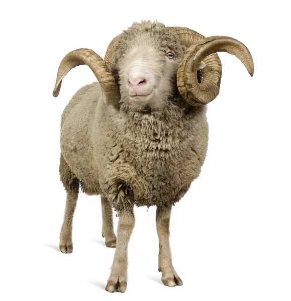 Arles merino schapen, ram, 5 jaar oud, staande voor de witte achtergrond — Stockfoto