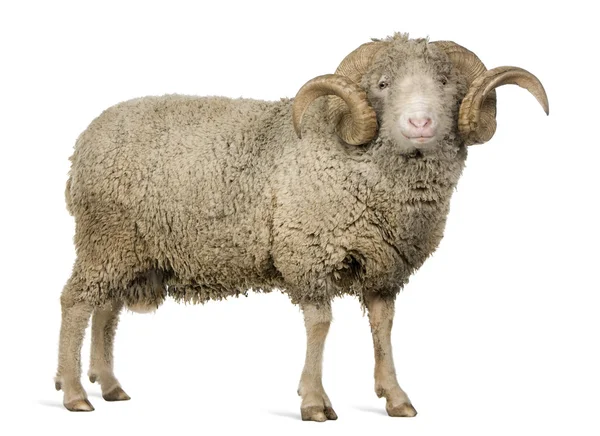 Arles Merino oveja, carnero, 5 años, de pie delante de fondo blanco —  Fotos de Stock