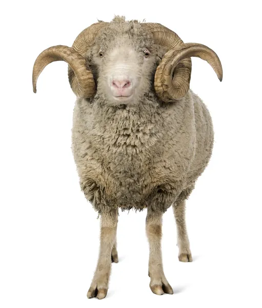 Arles Merino ovelhas, ram, 5 anos, de pé na frente do fundo branco — Fotografia de Stock