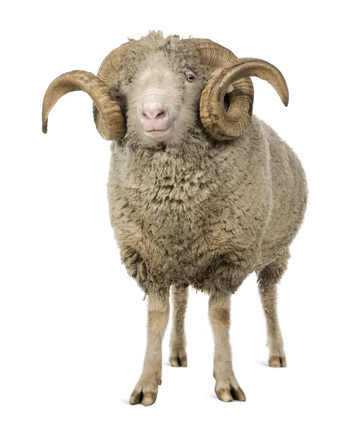 Arles owiec rasy Merynos, pamięci ram, 5 lat, stojąc przed białym tle — Zdjęcie stockowe