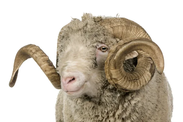 Арль мериноса овець, оперативної пам'яті, 5-річного віку, стоїть перед білим тлом — стокове фото