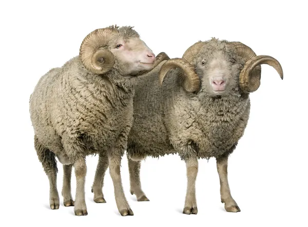 Две овцы Мерино Арле, бараны, стоящие на белом фоне — стоковое фото