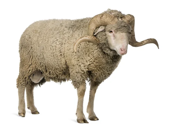 Arles merino schapen, ram, 3 jaar oud, staande voor de witte achtergrond — Stockfoto