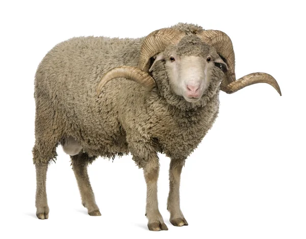Овца Арль Мерино, баран, 3 года, стоит перед белым фоном — стоковое фото